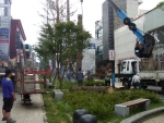 청주시, 안전사고 예방을 위해 중앙로 소나무 고사목 제거