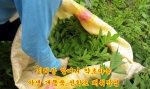 지리산 할머니 약초마을에서는 현재 야생 개똥쑥 짚신나물 부처손 같은 야생 약초를 지리산에서 직접채취 판매하고 있다.