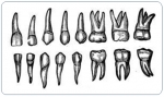 앞니, 어금니 치아뿌리 형태가 다양하다.