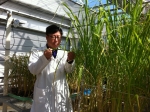 최동수교수가 군산대학교 온실에 재배 중인 연구용 부도를 관찰하고 있다