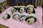 청두에서 태어난 7마리의 아기 판다들