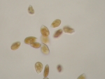 Ostreopsis cf. ovata