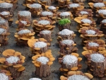 바나듐이 함유된 새로운 상황버섯인 ‘바나듐상황버섯’은 당뇨뿐 아니라 높은 항암효과를 가지고 있고, 상황버섯의 베타글루칸에 의해 면역력이 향상되고 암 전이가 96.7%까지 억제되며,
