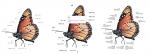 네이버 지식백과>인포그래픽>브리태니커 비주얼 사전 > 나비의 형태 
(좌측부터) 한글, 한글 해설 펼침, 영문