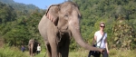 엘리펀트 네이처 파크 코끼리와 함께 여행한다.