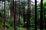 힐리언스 선마을은 민간기업 최초로 치유의 숲으로 선정되었다.
