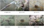 친환경농법이 적용된 논에서 발견된 주요 무척추동물들(충남리포트 108호, 충발연 정옥식 책임연구원)