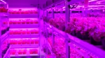 파나소닉 팩토리 솔루션 아시아 퍼시픽의 싱가포르 최초 실내 채소 농장