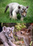 삼정더파크는 9월6일부터 관람객들에게 생후 1개월 된 수컷 새끼 시베리아 호랑이를 공개한다.