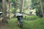 학교 시설 보수를 위한 슬레이트를 나르는 파푸아뉴기니 보스문 지역 주민들