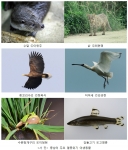 충남 도내 주요 멸종위기종들