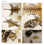 하버드대 비교동물학박물관에 보관되어 있는 조선 호랑이 가죽 두 점.  1903년경 목포 인근에서 윌리엄 스미스에 의해 포획된 호랑이 두 마리의 가죽 표본임. 현재 전시 되어 있지 