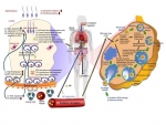 ENP가 정소 내 정자형성과정과 난소 내 난자형성과정에 미치는 독성학적 영향. BTB: blood-testis barrier(혈관과 세정관 사이의 장벽), NP: nanoparti