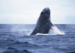 오키나와 고래 관광 투어