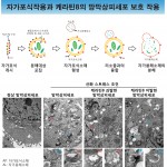 건국대학교 김동은 교수와 건국대병원 안과 정혜원 교수 연구팀이 중장년층 이상 노인 실명의 주된 원인으로 꼽히는 노년황반변성의 병리 기전을 밝혀냈다