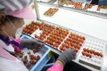 CJ프레시웨이가 전국 유통망 통해 여름 딸기를 카페나 베이커리 등으로 유통한다