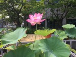 가든프로젝트가 고려대학교 공과대학 광장에 연꽃정원을 조성했다. 사진은 고려대학교 캠퍼스에 피어난 연꽃