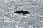 국립수산과학원 고래연구센터가 10월 27일 오전 10시경 포항시 구룡포 동방 10마일 해상에서 향고래 6마리를 발견했다고 밝혔다