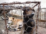 Dog Meat Free Indonesia가 인도네시아 동물 거래시장에서 벌어지고 있는 동물 학대행위를 폭로했다. 사진은 인도네시아 동물 거래시장에서 개들이 케이지에서 대기하고 있