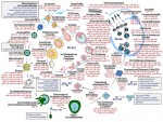 마이크로RNA 생식세포의 발생 및 분화에 따른 세포 특이적 역할에 대한 단면도