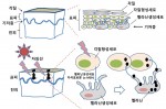 자외선에 노출되면 피부 표피의 멜라닌생성세포에서 멜라닌이 합성되어 각질형성세포로 이동하고 과다 축적되면 기미, 주근깨, 검버섯이 된다