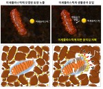 미세플라스틱에 의한 토양 내 톡토기의 움직임 저해