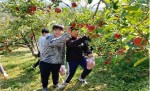 한국청소년대구연맹 사과따기 체험 활동