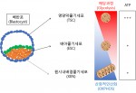 건국대 줄기세포학과 연구팀이 초기 배아 유래 세 가지 줄기세포 에너지 대사의 특징을 규명했다