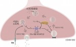 이노시톨 파이로인산에 의한 신경전달물질 분비 조절 모식도