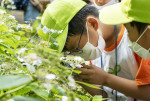 녹색교육센터가 2020 와숲 여름 활동을 진행하고 있다