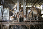 동물보호단체 휴메인 소사이어티 인터내셔널이 17번째 식용견 농장을 폐쇄하고 식용견 인식 조사 결과를 발표했다