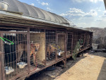 동물보호단체들이 용인 식용견 농장 및 도살장서 50여 마리 개를 구조했다