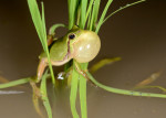멸종위기야생동물 1등급으로 지정된 수원청개구리