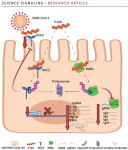 폴리피(Polyp)의 예방과 바이러스 복제 억제 기능은 ACE2와 RdRp 억제를 통해 이뤄진다. 해당 도표는 사이토카인 스톰을 막아 바이러스 감염 여파로 이뤄진 면역 이상에 따른
