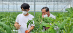 한국토마토생산자협의회가 경남 사천 곤명에서 재배된 사천곤명토마토를 새해 첫 출하를 실시했다