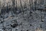 국제구호개발NGO 굿피플은 강원도 지역의 산불로 인해 소실된 산림 복원을 위한 나무 심기 캠페인 ‘최악의 산불, 무너진 산림에 새 생명을!’을 진행한다