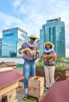 KB금융 황선우 선수와 이예원 선수가 KB국민은행 본점 옥상에 조성된 ‘K-Bee 도시양봉장’에서 올해 첫 번째 꿀 수확 행사를 가졌다