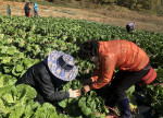 생명사랑 녹색치유농장 참여자들이 수확에 앞서 배추 묶기를 진행했다