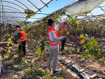 차세대융합기술연구원 임직원들이 경기 화성시 포도 재배 농가를 찾아 가전지 작업을 하고 있다