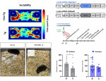 SELENBP1 과발현 형질 전환 생쥐과 전뇌에만 SELENBP1 과발현을 가진 생쥐(과발현 유발절차 오른쪽 윗 그림)는 둥지를 만드는 행동 결여(왼쪽 아래 그림), 사회성 결여(