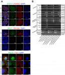 분화된 miR-5739 세포주의 특성