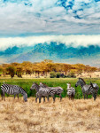 탄자니아 세렝게티 국립공원