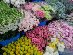 각종 꽃바구니, 꽃배달 상품을 만드는 원재료 꽃 사진