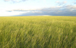 Mongolia&#039;s Nationally Protected area, Toson Hulstai. ©TNC