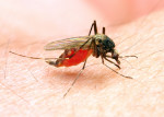 Vector-borne diseases account for more than 17% of all infectious diseases, causing more than 700 00