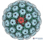 Ultrastructural representation of the BK polyomavirus capsid, featuring 72 pentamers that form its d