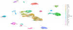 Preliminary data from Parse’s chromatin assay showing clustering of mouse brain nuclei based on DNA 