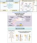 연구 개요