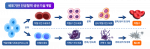 세포 기반 인공혈액 생산기술개발 모식도
