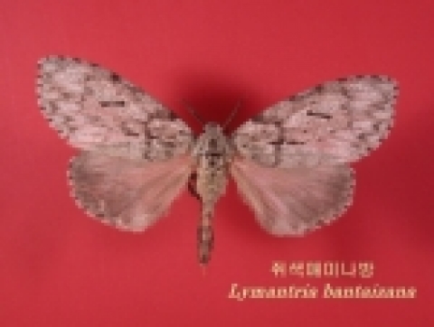 세계 희귀곤충(쥐색매미나방) 발견